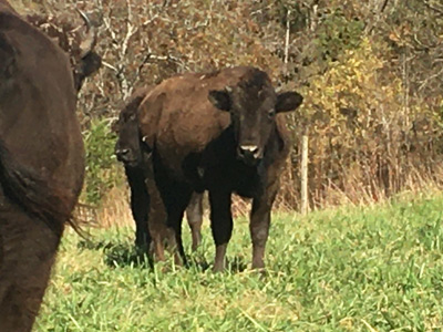 Bull Calf