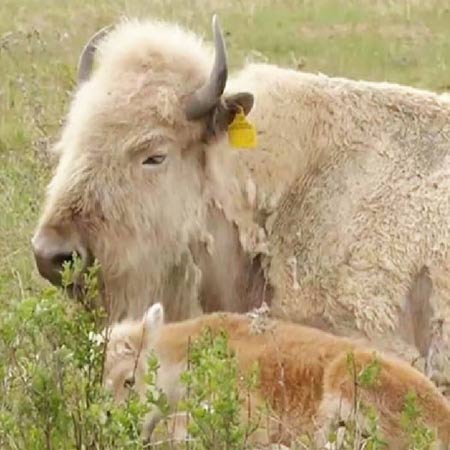 White Bison