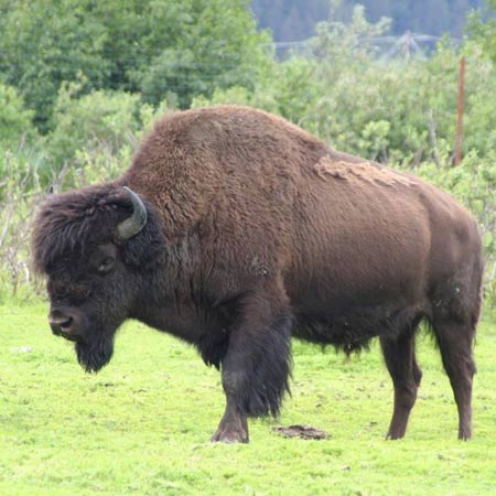 Wood Bison