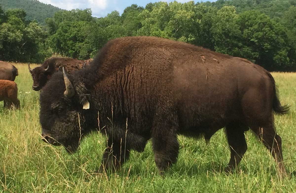 Bison Photo Gallery