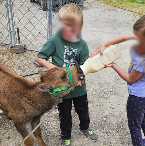 Bison Bottle Baby