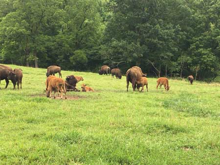 2022 Calves