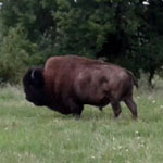 Breeding Animals - Genetically tested pure Bison