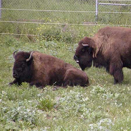 Bison Hybrids