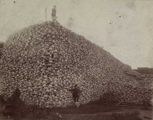 Bison skulls