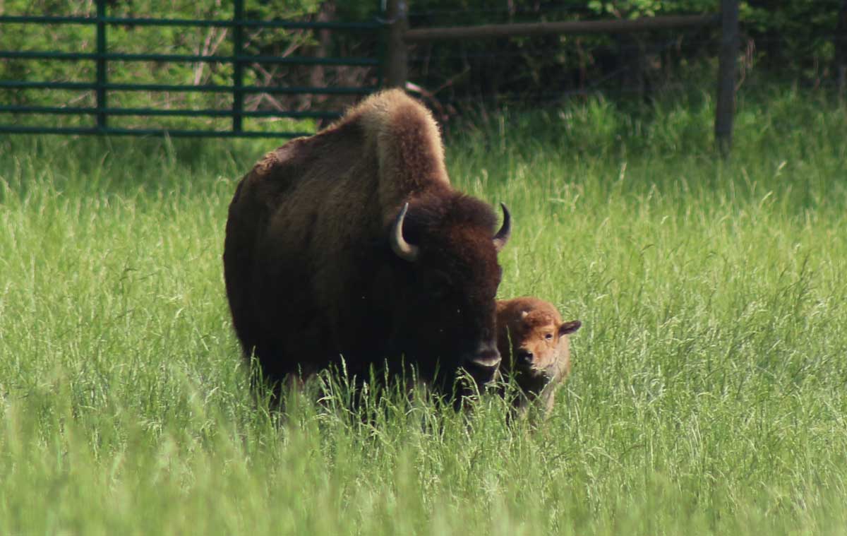 Bison Photo Gallery