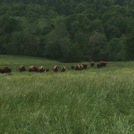 Our Back pasture