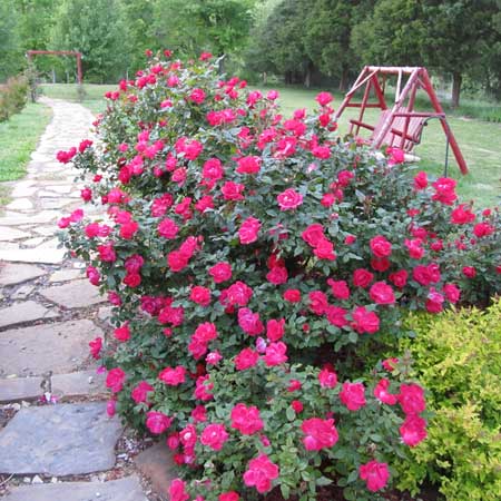 Our Backyard