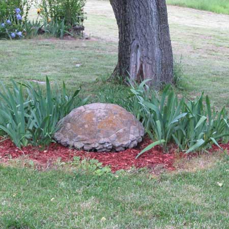 Our turtle rock