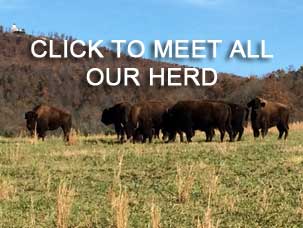 Our Herd