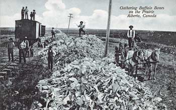 Plains full of bison bones