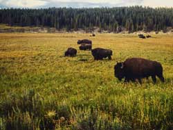 Yellowstone bison